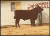 Henderson Cattle Co. at the Lacombe Bull Sale 1984