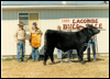 Grand Champion at the Lacombe Bull Sale 1989
