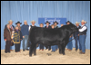 Remitall H Rachis 21R - Reserve Champion Bull Farmfair 2006