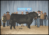 Rachis 21R - Supreme Champion Farmfair 2007